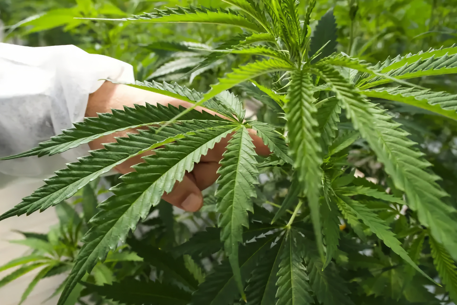Cannabis m&eacute;dical &agrave; T&eacute;n&eacute;rife : premier site sous lumi&egrave;re naturelle