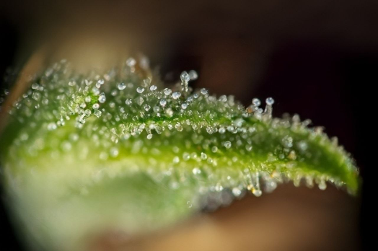 Terpènes Et Profils Aromatiques Du Cannabis